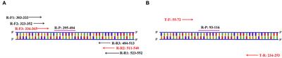 Establishment of a reverse transcription recombinase-aided amplification detection method for porcine group a rotavirus